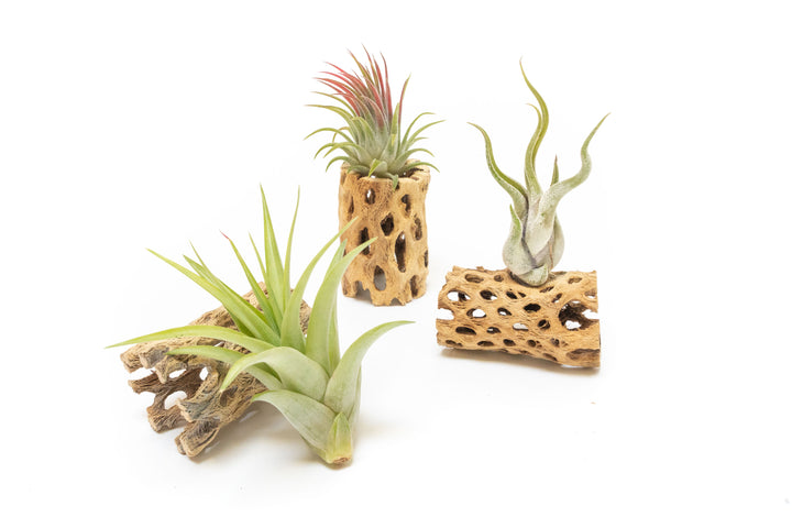 three 3 inch cholla wood containers with assorted tillandsia air plants