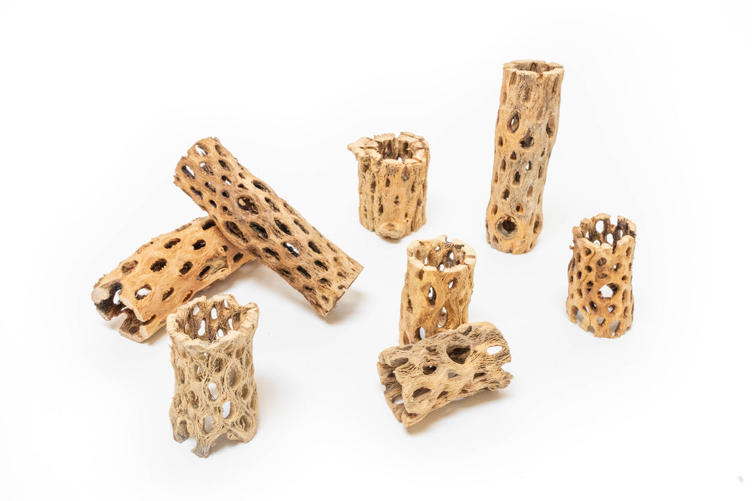 3 and 6 inch cholla wood containers