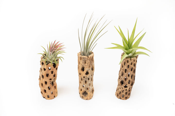 three 6 inch cholla wood containers with assorted tillandsia air plants
