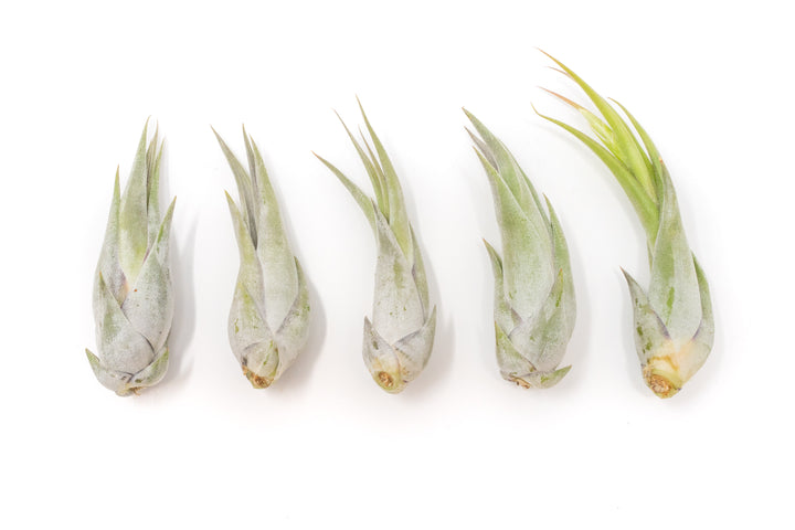 Wholesale Special - Tillandsia Circinata 'Paucifolia' Air Plants