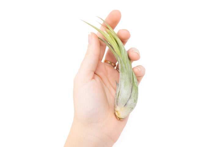 Wholesale Special - Tillandsia Circinata 'Paucifolia' Air Plants