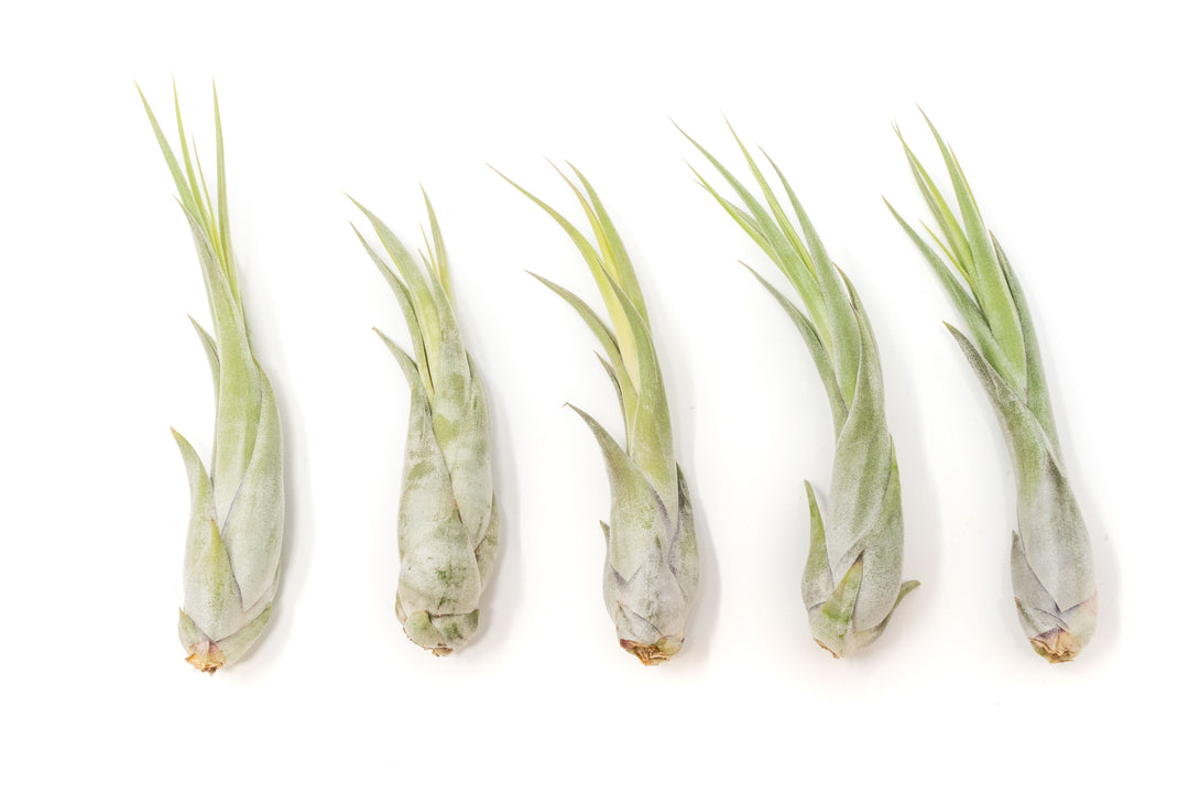 five tillandsia circinata air plants
