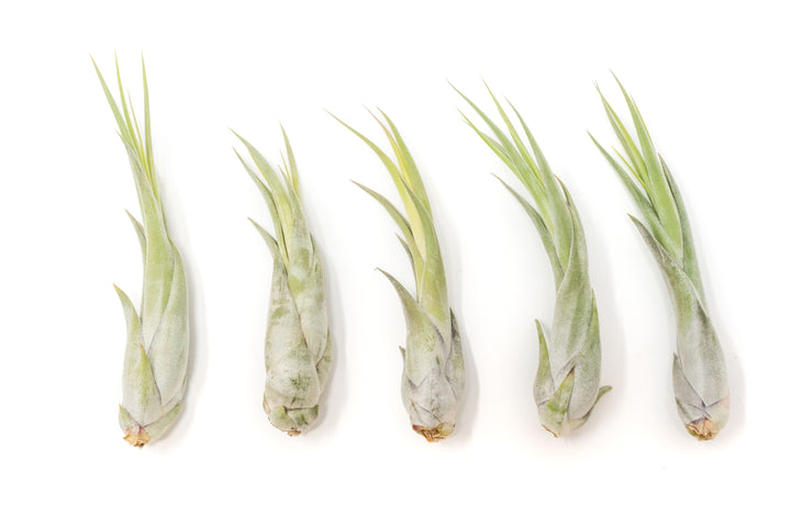 five tillandsia circinata air plants