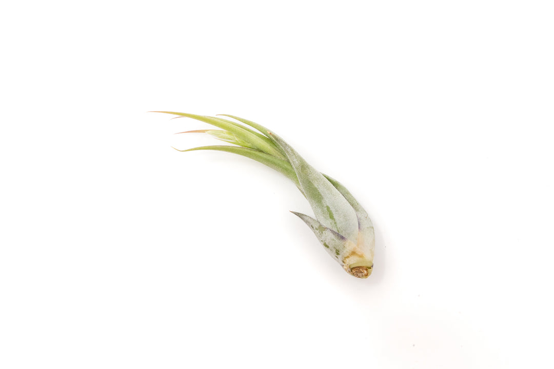Wholesale Special - Tillandsia Circinata 'Paucifolia' Air Plants