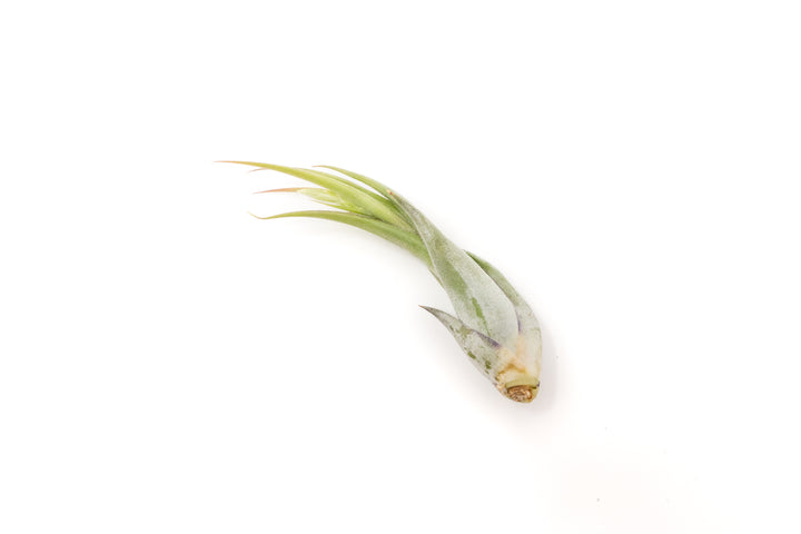 Wholesale Special - Tillandsia Circinata 'Paucifolia' Air Plants