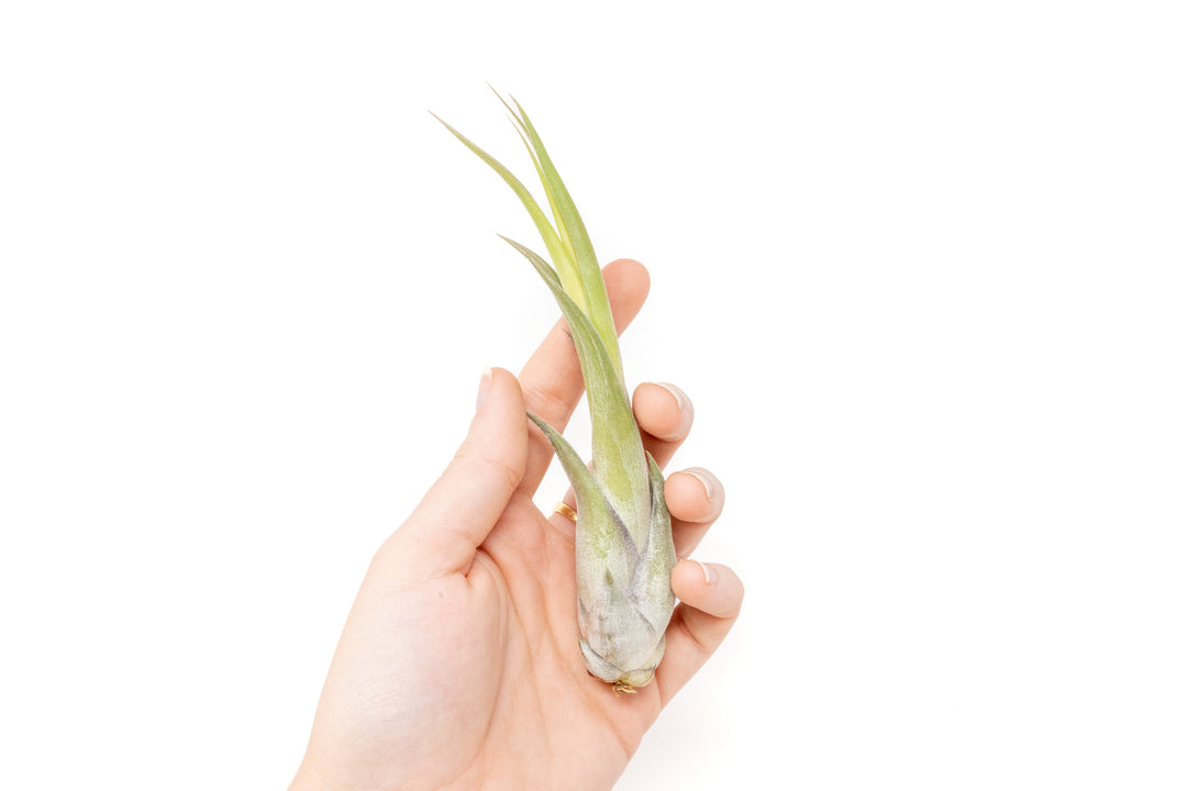 hand holding tillandsia circinata air plant