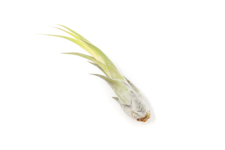 tillandsia circinata air plant