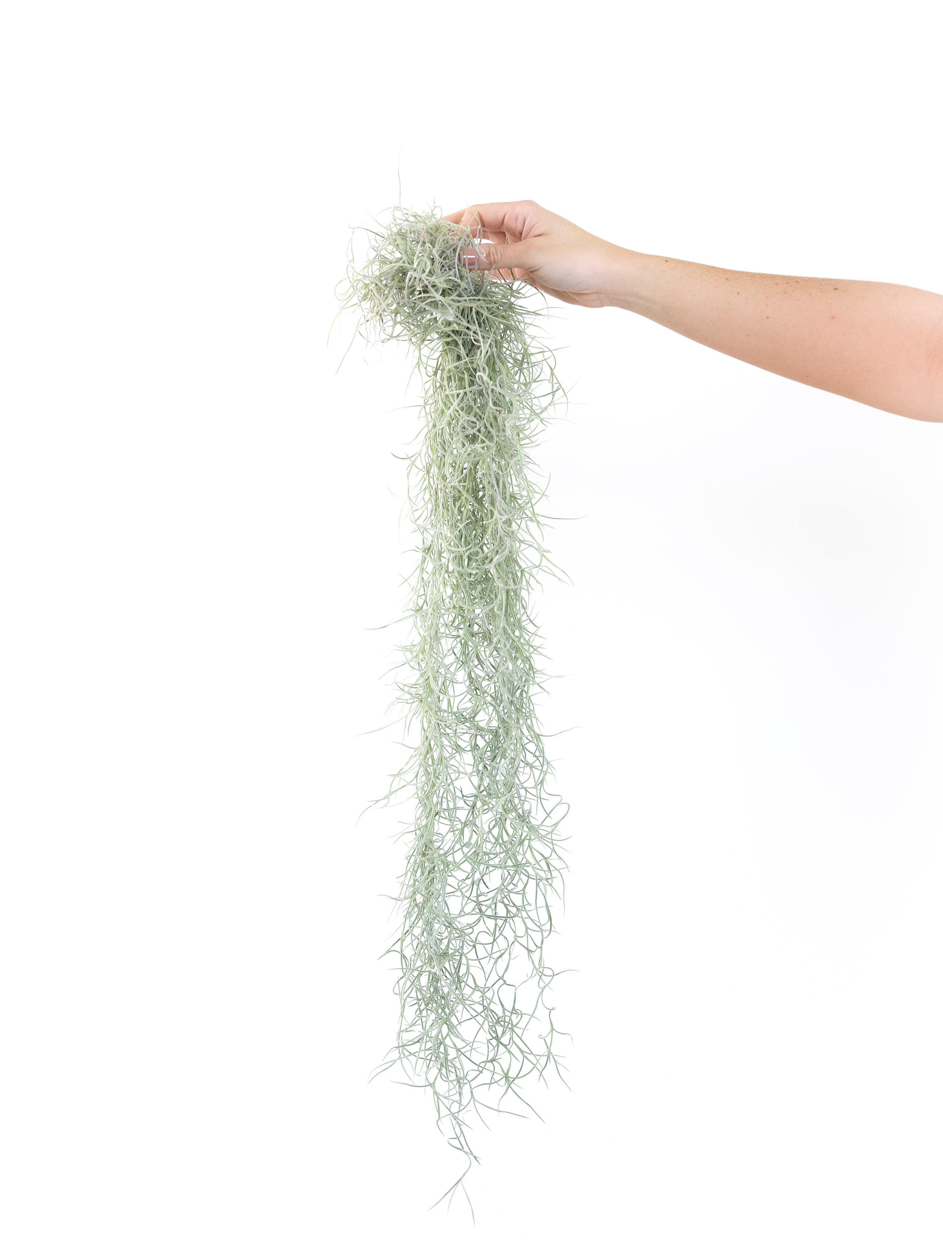 AirPlantSupply Spanish Moss - Thumbnail 4