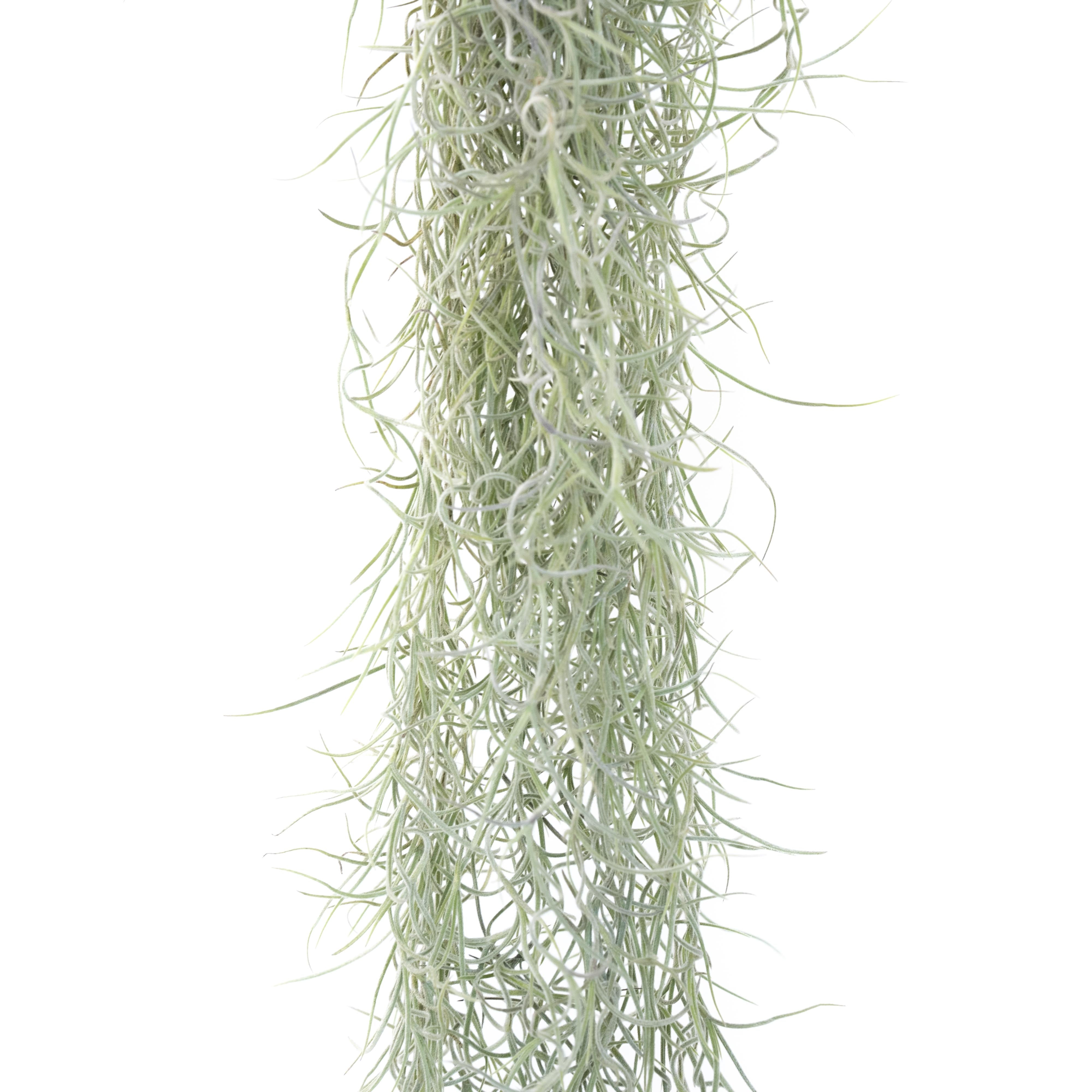 AirPlantSupply Spanish Moss - Thumbnail 5