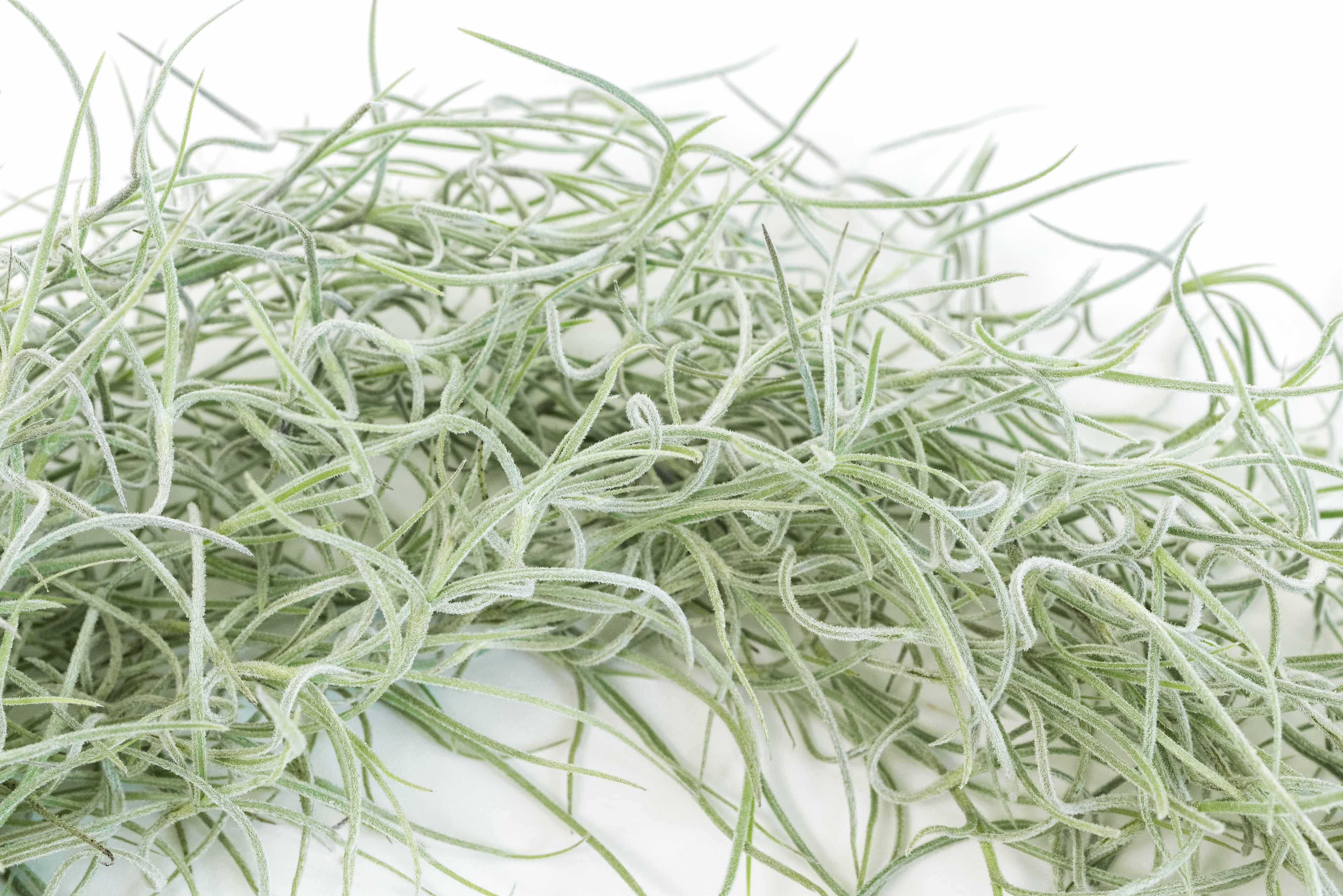 AirPlantSupply Spanish Moss - Thumbnail 2