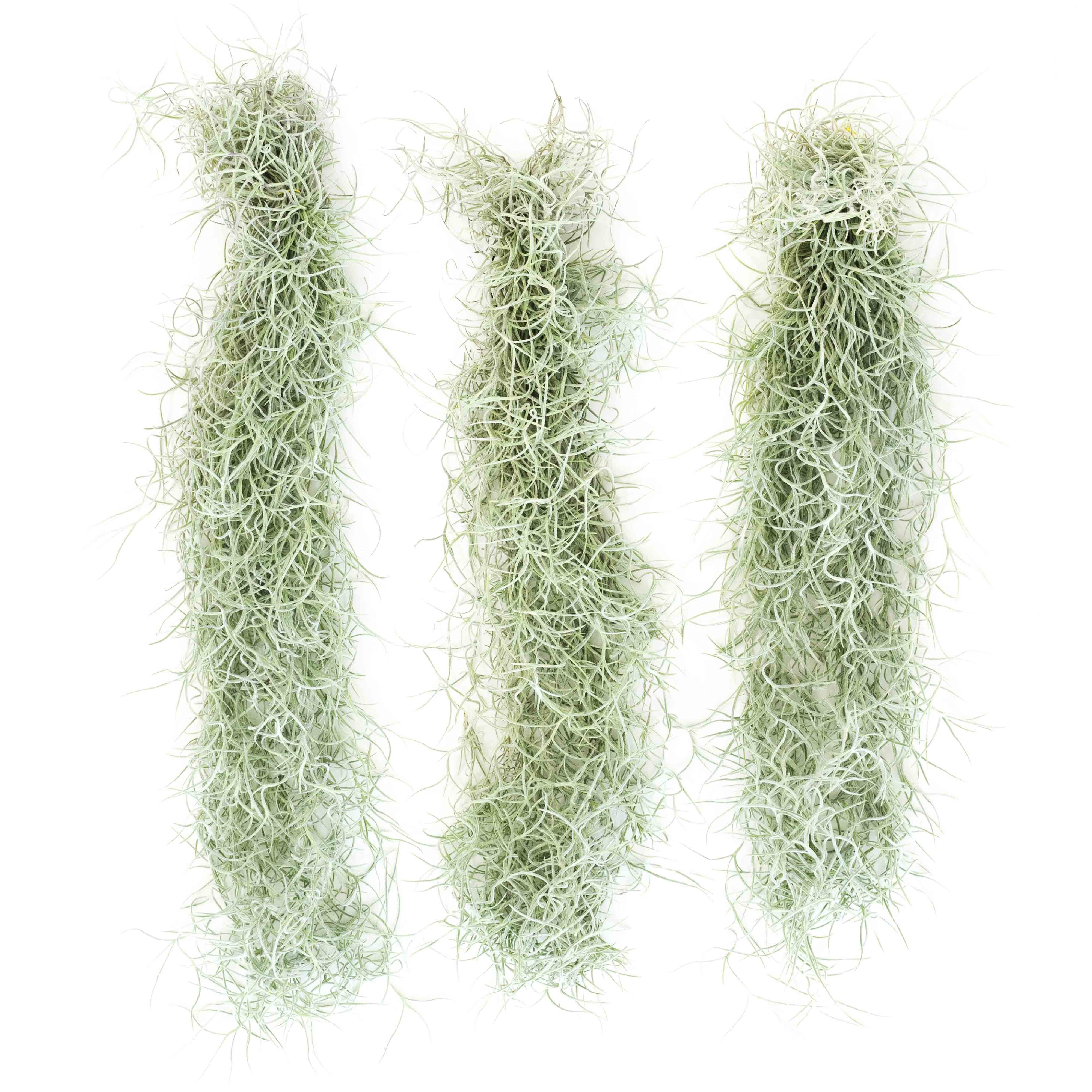 AirPlantSupply Spanish Moss - Thumbnail 3