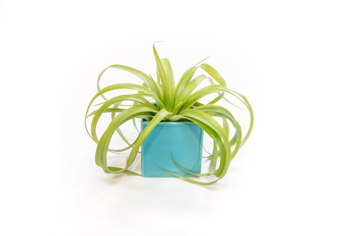 Wholesale - Sky Ceramic Blue Cube Container with Custom Tillandsia Air Plant