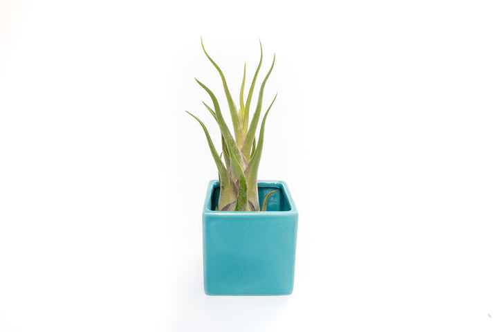Wholesale - Sky Ceramic Blue Cube Container with Custom Tillandsia Air Plant