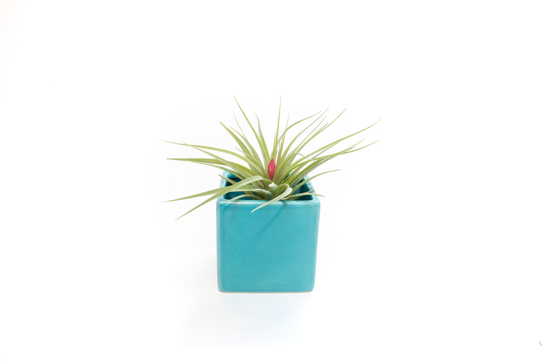 Wholesale - Sky Ceramic Blue Cube Container with Custom Tillandsia Air Plant