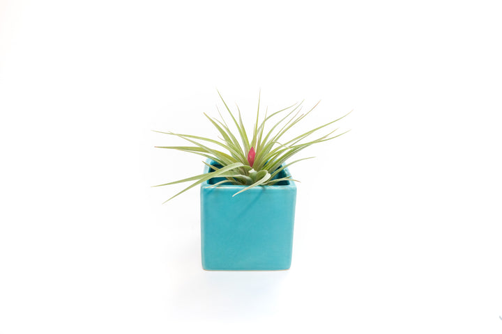 Wholesale - Sky Ceramic Blue Cube Container with Custom Tillandsia Air Plant