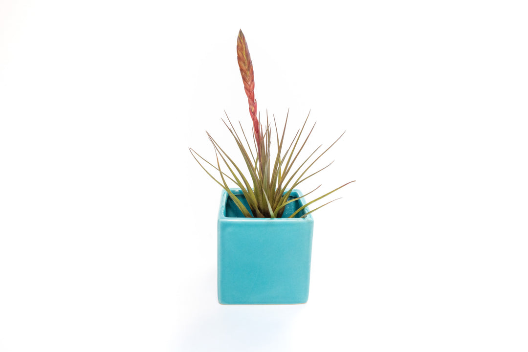 Wholesale - Sky Ceramic Blue Cube Container with Custom Tillandsia Air Plant