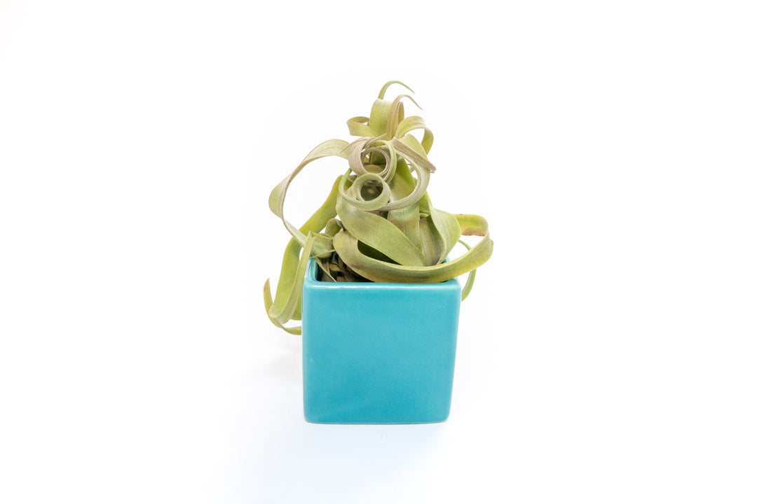 Wholesale - Sky Ceramic Blue Cube Container with Custom Tillandsia Air Plant