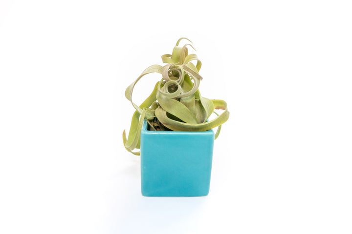 Wholesale - Sky Ceramic Blue Cube Container with Custom Tillandsia Air Plant