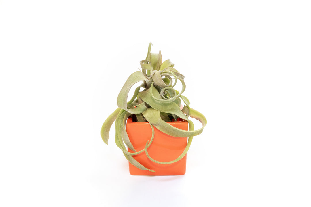 Wholesale - Naranja Orange Ceramic Cube Container with Custom Tillandsia Air Plants