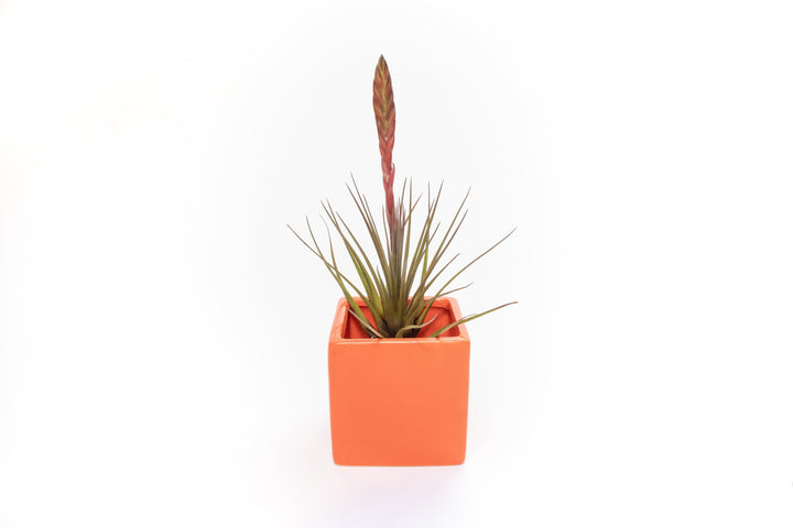 Wholesale - Naranja Orange Ceramic Cube Container with Custom Tillandsia Air Plants