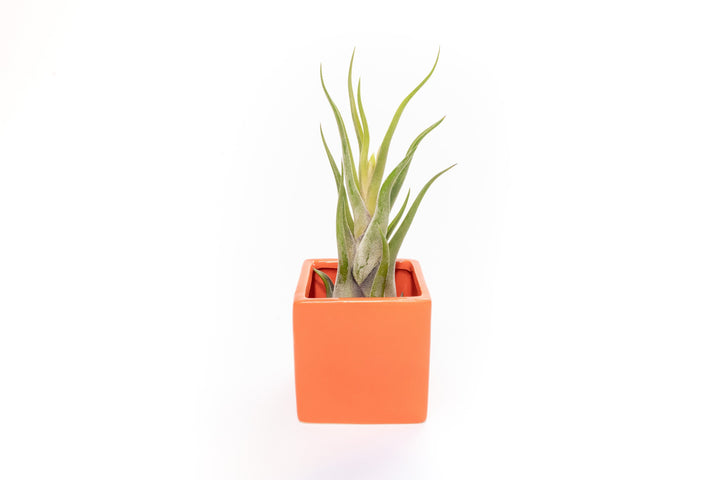 Wholesale - Naranja Orange Ceramic Cube Container with Custom Tillandsia Air Plants