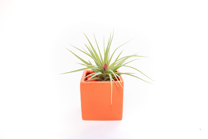 Wholesale - Naranja Orange Ceramic Cube Container with Custom Tillandsia Air Plants