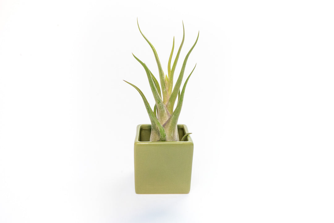 green ceramic cube with tillandsia caput medusae air plant