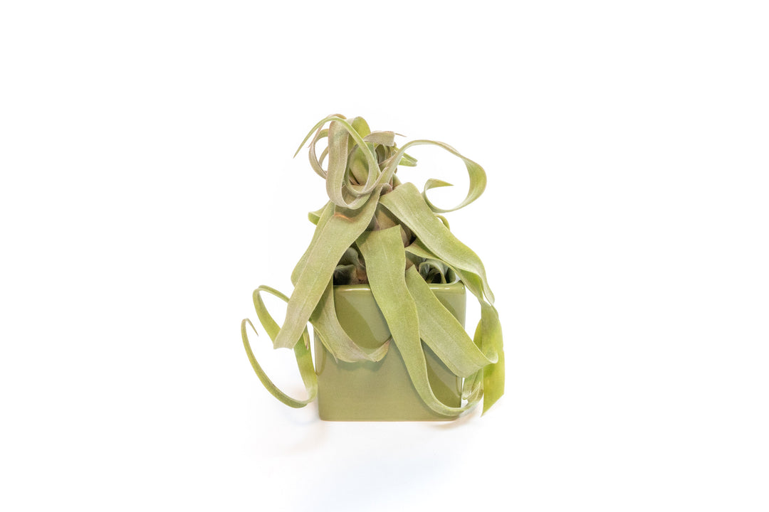 green ceramic cube with tillandsia streptophylla air plant