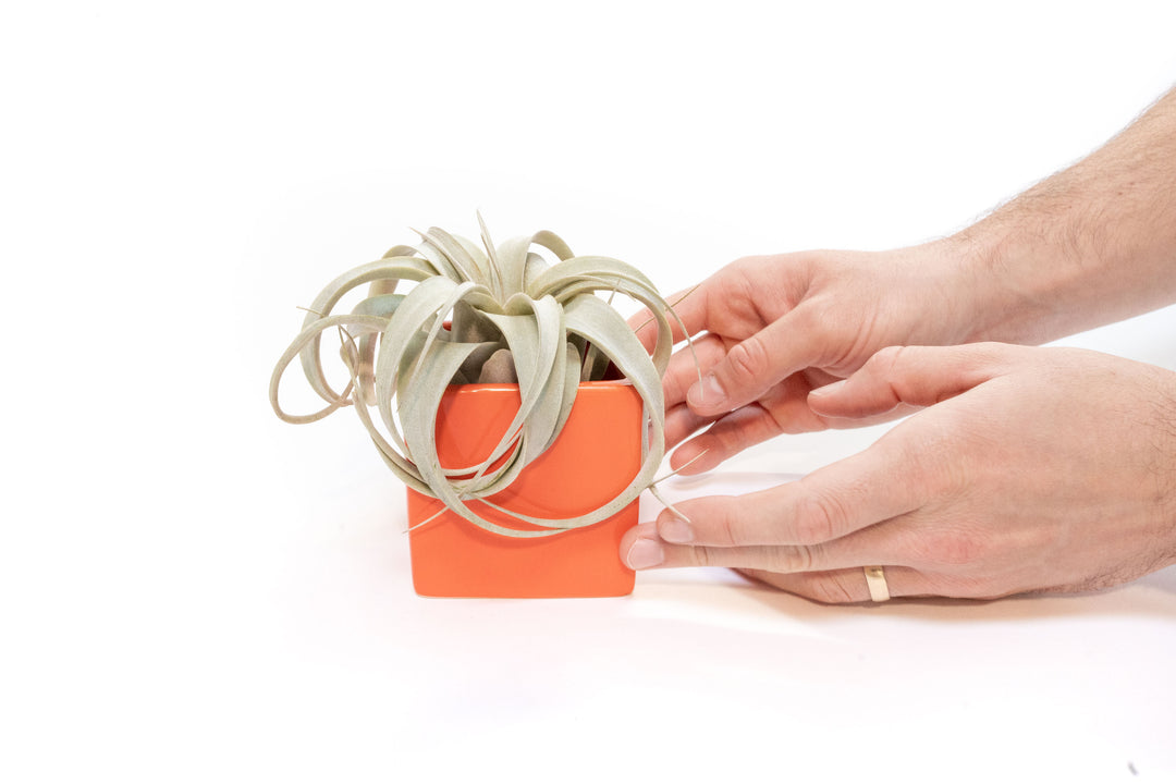 orange ceramic cube with tillandsia xerographica air plant