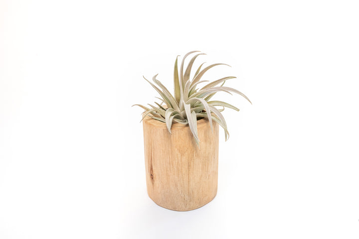 Wholesale - Large Driftwood Container with Custom Tillandsia Air Plant