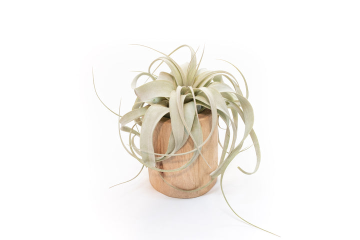 Wholesale - Large Driftwood Container with Custom Tillandsia Air Plant
