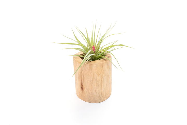 Wholesale - Large Driftwood Container with Custom Tillandsia Air Plant