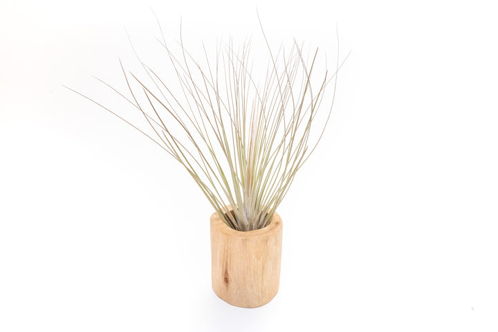 Wholesale - Large Driftwood Container with Custom Tillandsia Air Plant