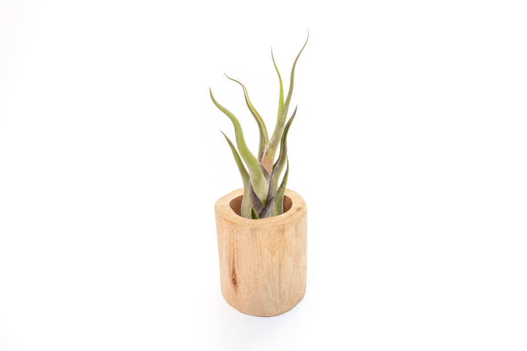 Wholesale - Large Driftwood Container with Custom Tillandsia Air Plant