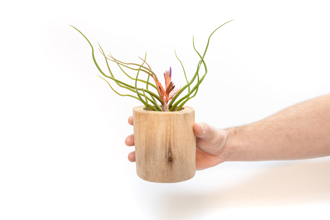 driftwood air plant holder Wholesale