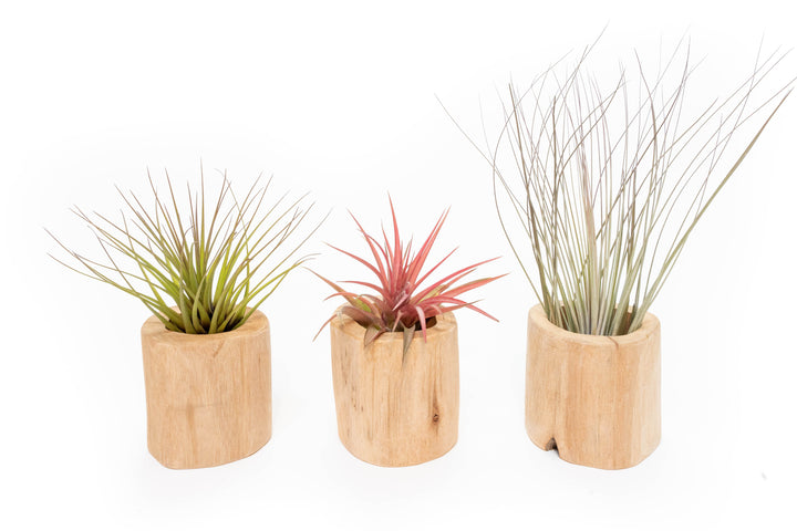 Wholesale - Driftwood Container