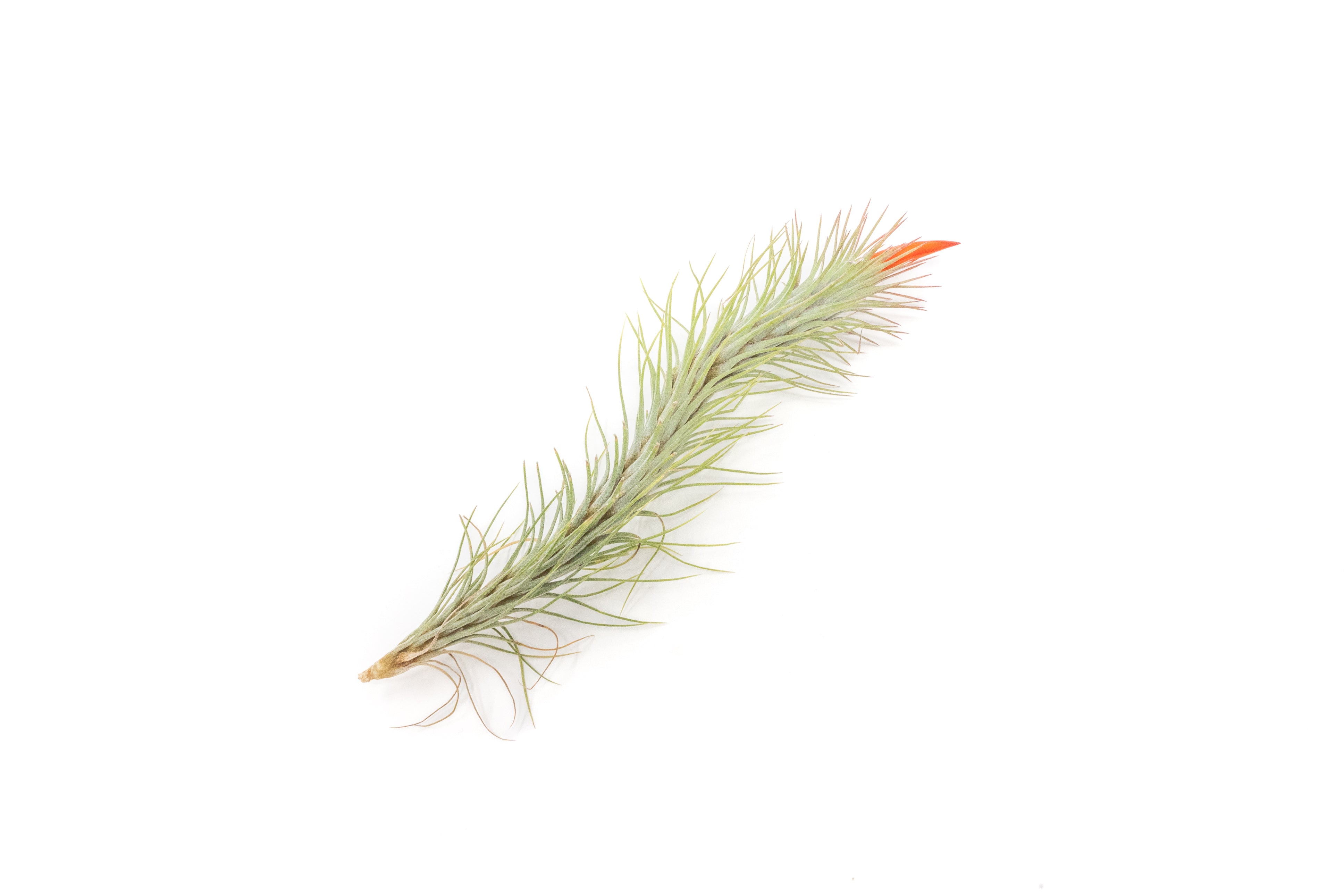 Tillandsia_Air_Plant_Funckiana