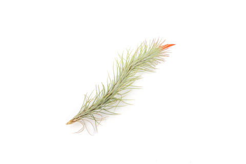 Wholesale - Tillandsia Funckiana Air Plants