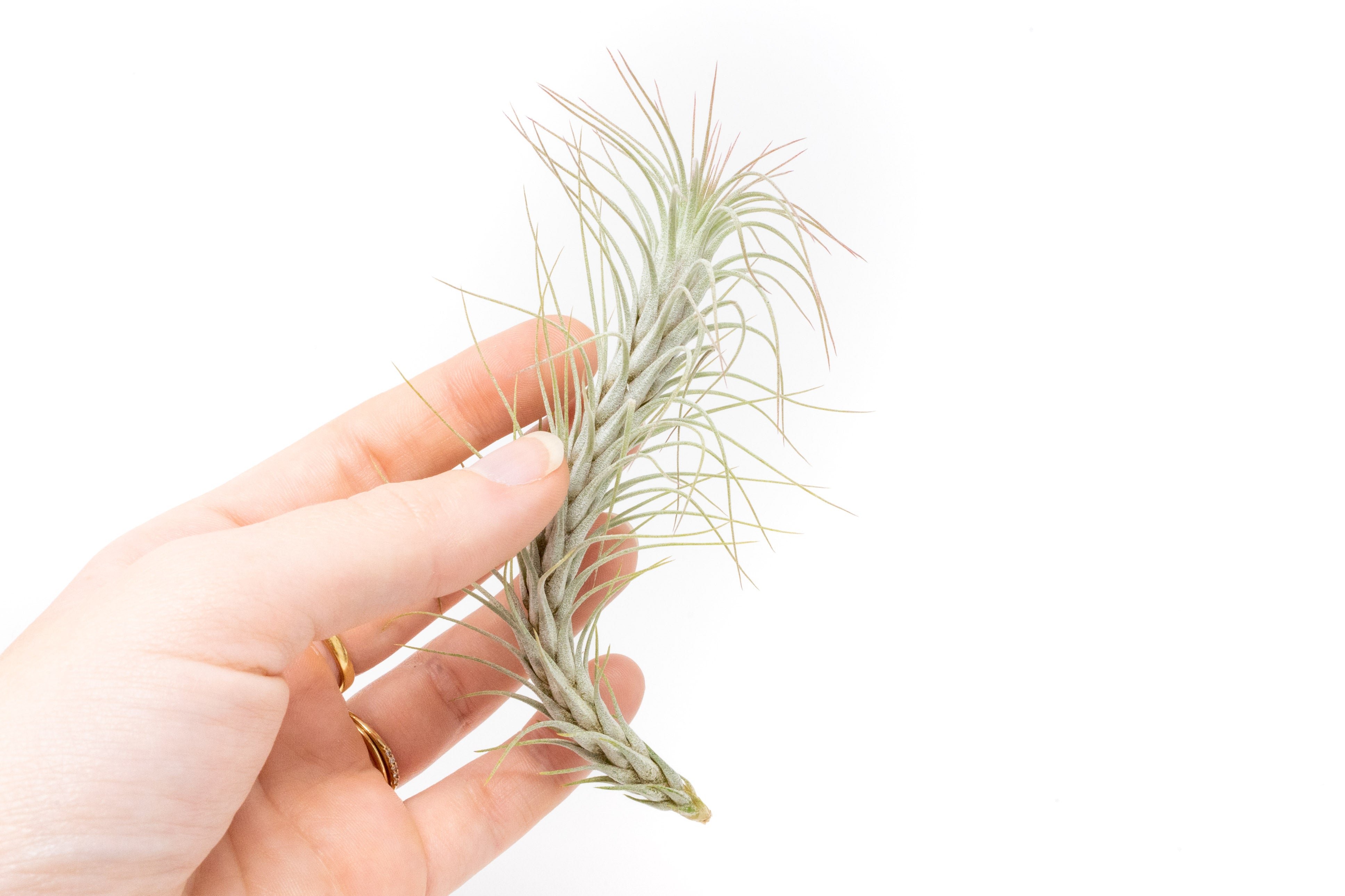 Tillandsia_Air_Plant_Funckiana