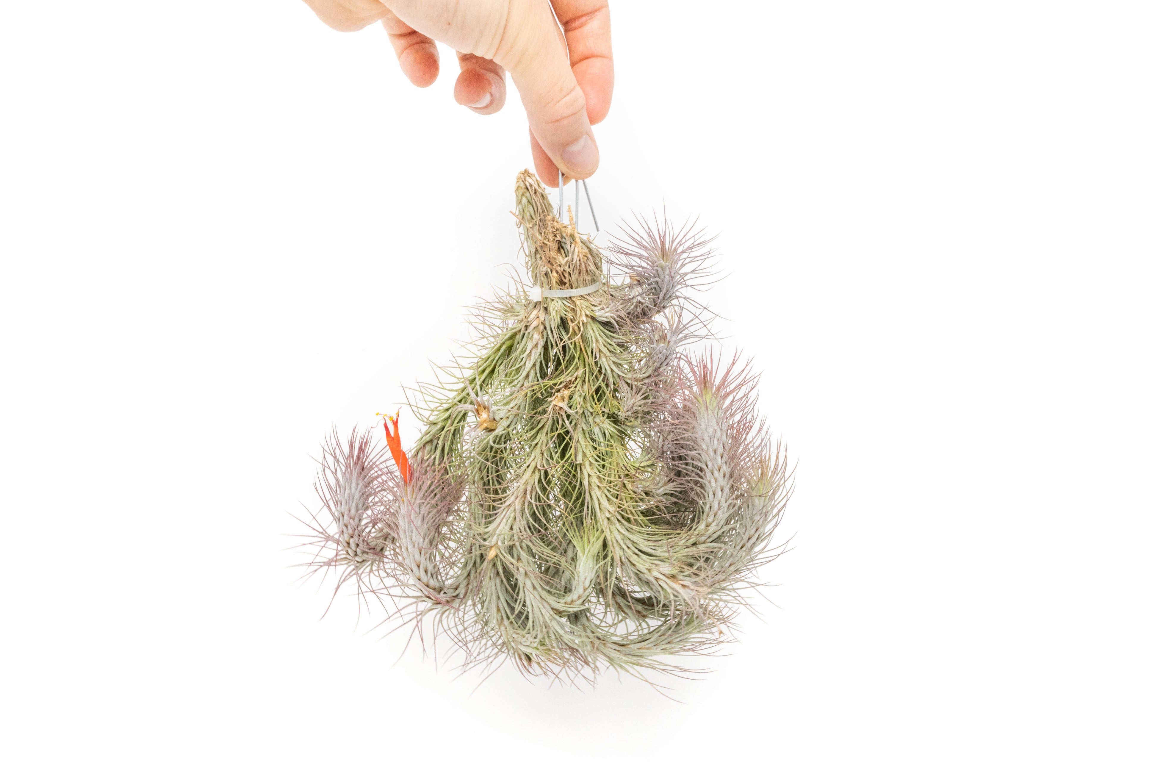 Large Hanging Tillandsia Funckiana Air Plants Cluster - Limited