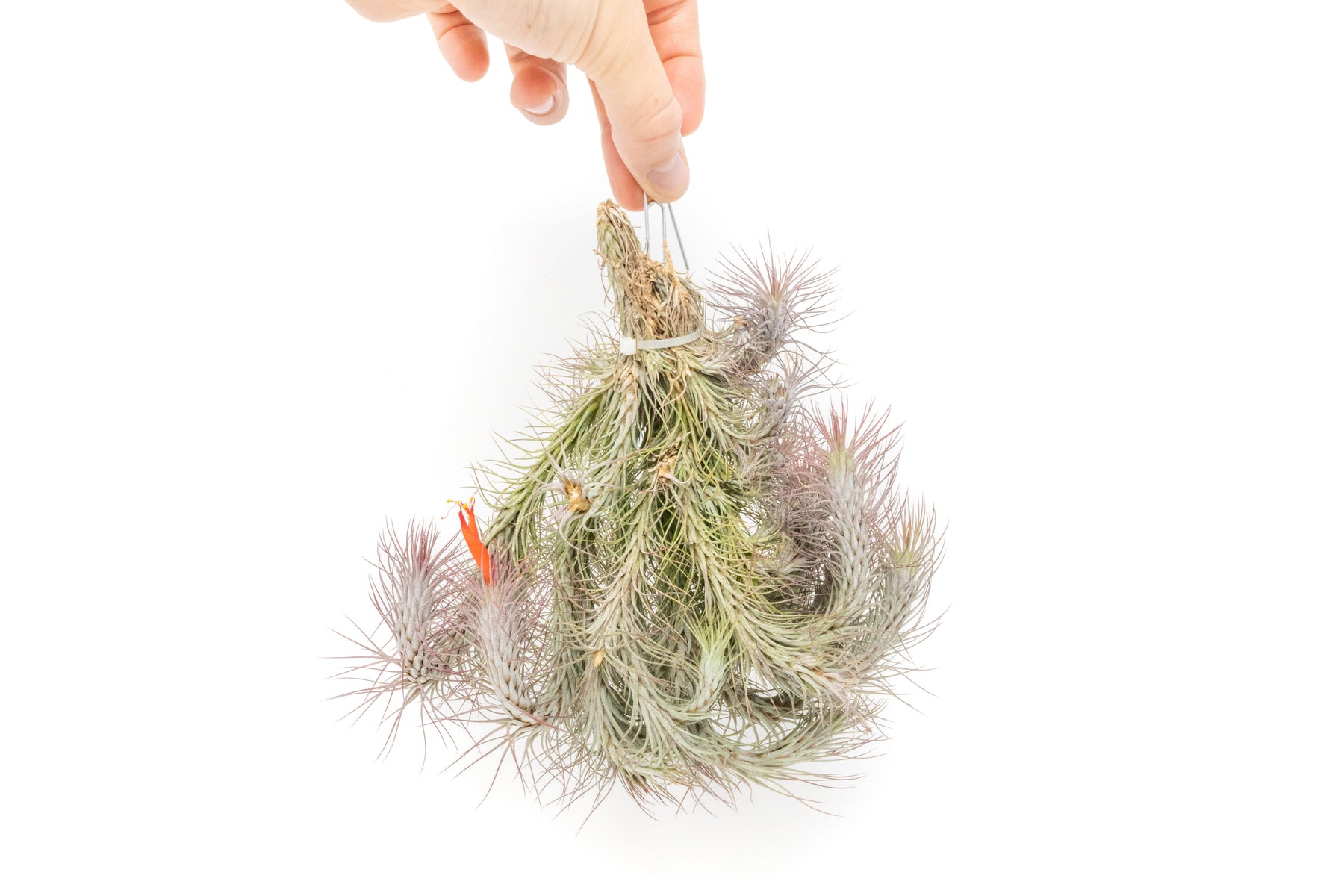 funckiana air plant care Large Hanging Cluster - Tillandsia Funckiana Air Plants