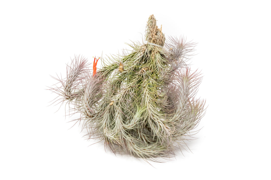 giant hanging air plant Wholesale - Large Hanging Cluster