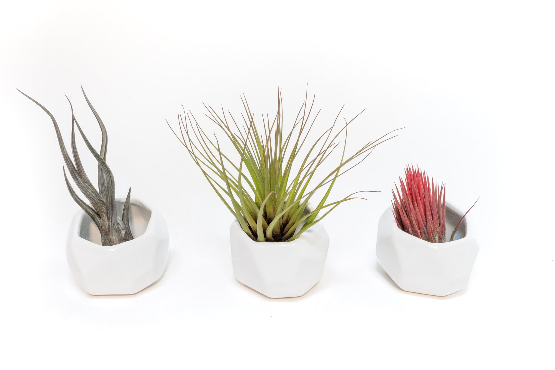 geometric air plant holder Trio of White Geometric Ceramic Containers with Assorted Tillandsia Air Plants