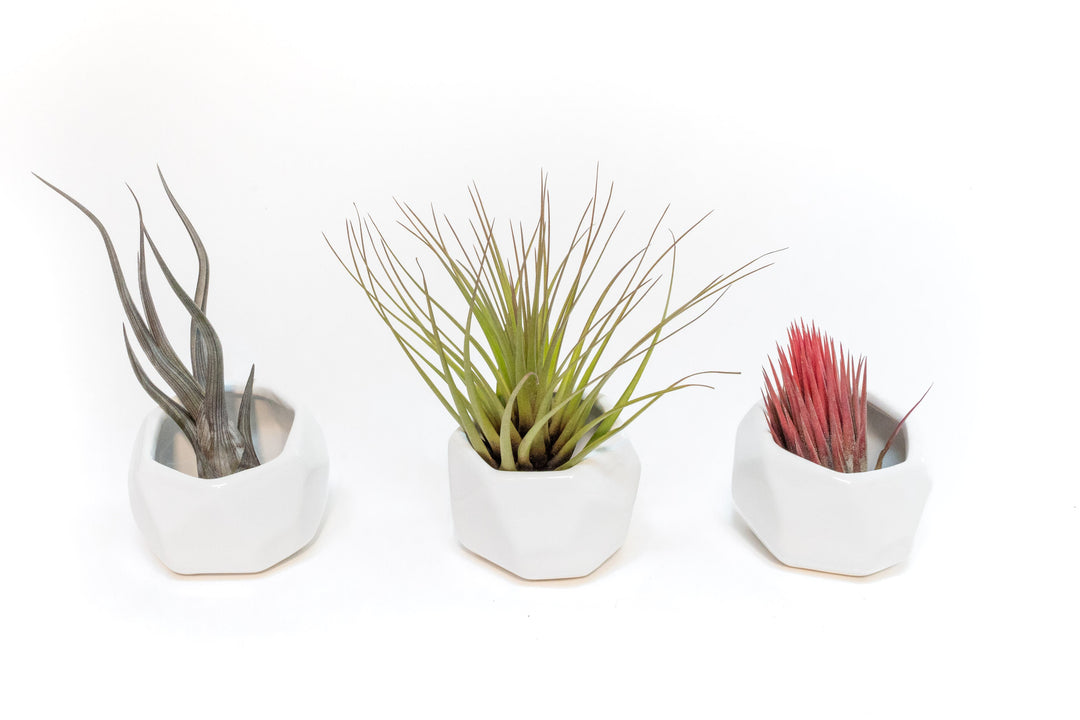 air plant trio Trio of White Geometric Ceramic Containers with Custom Tillandsia Air Plants