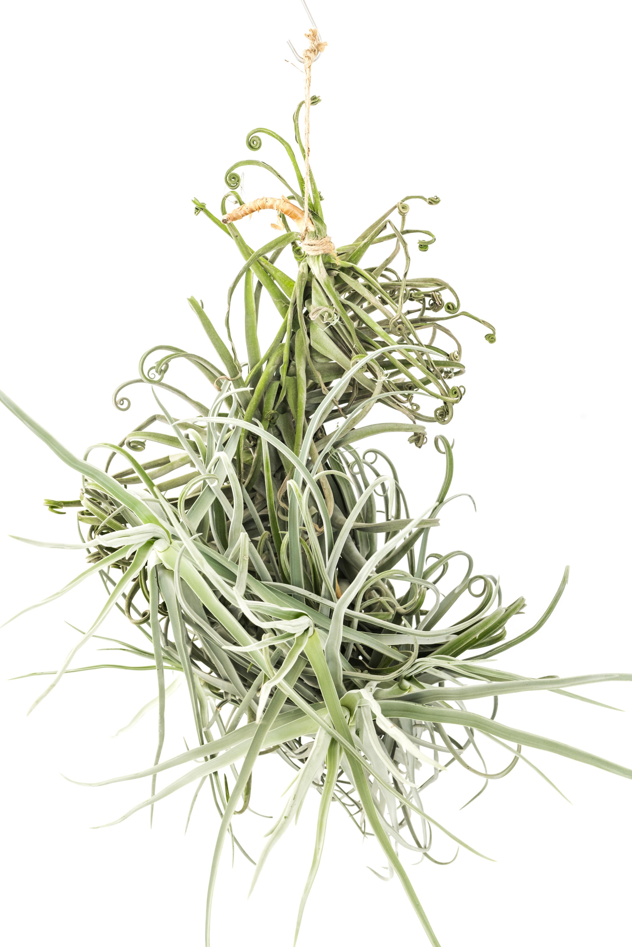 希少Tillandsia duratii 斑入りvariegated Tillandsia_Air_Plant_Giant_Dur