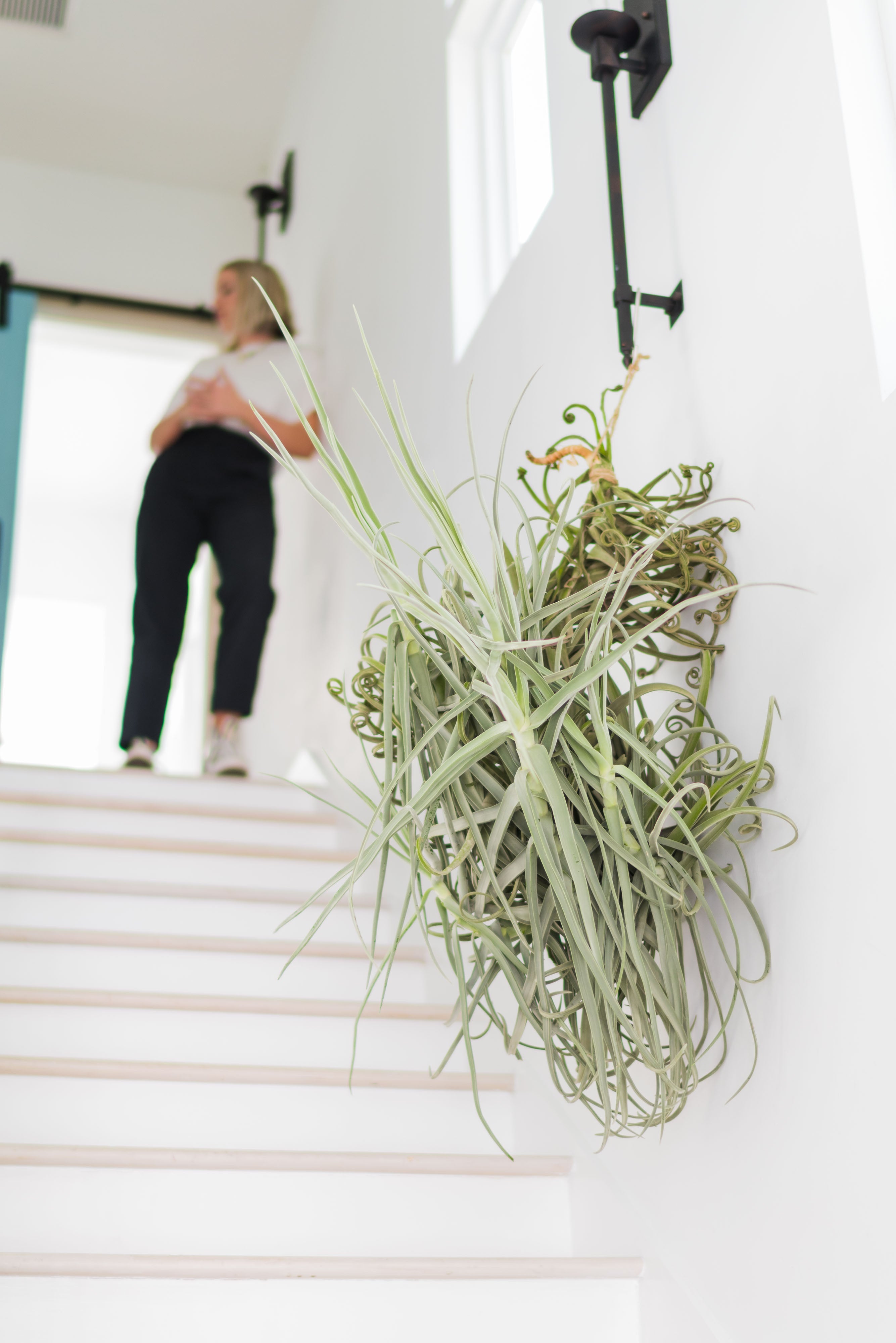 Tillandsia_Air_Plant_Giant_Dur