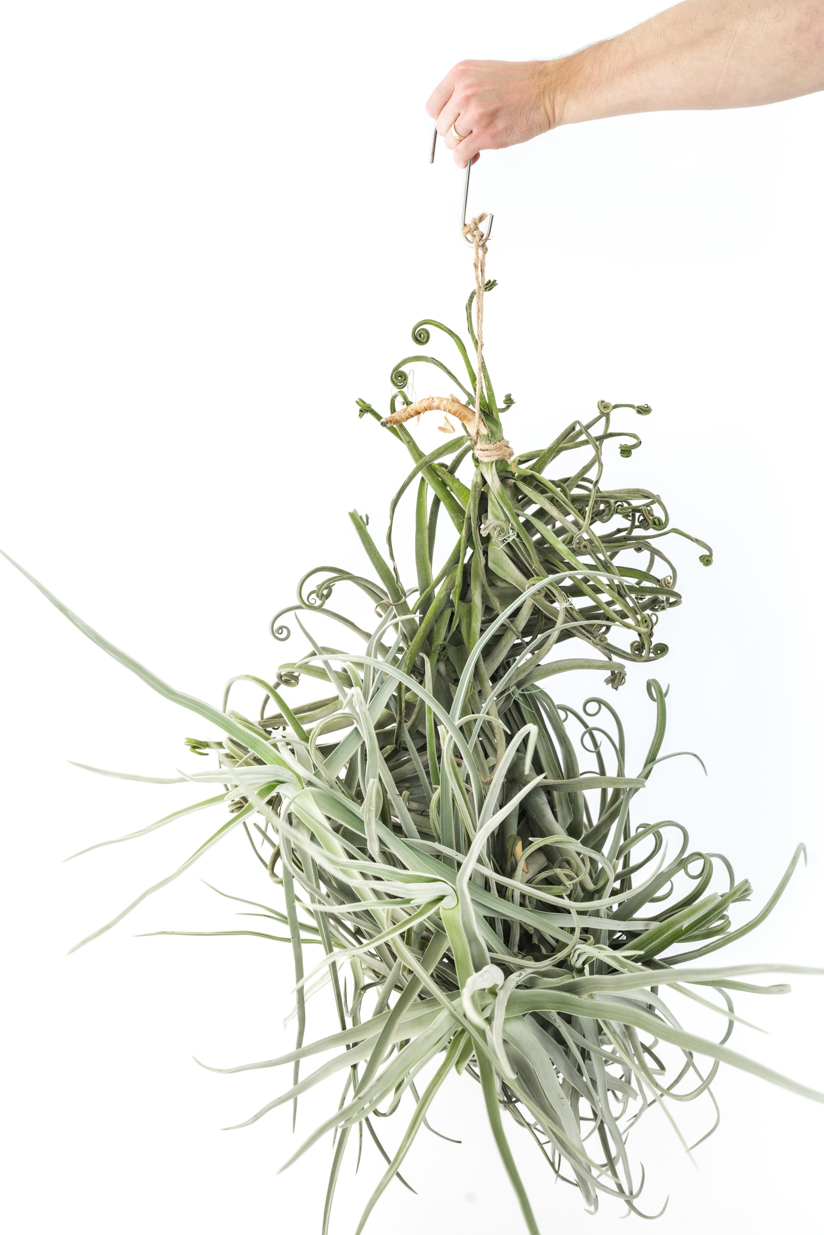 Incredible Tillandsia Duratii - Giant Air Plants - Extremely Rare