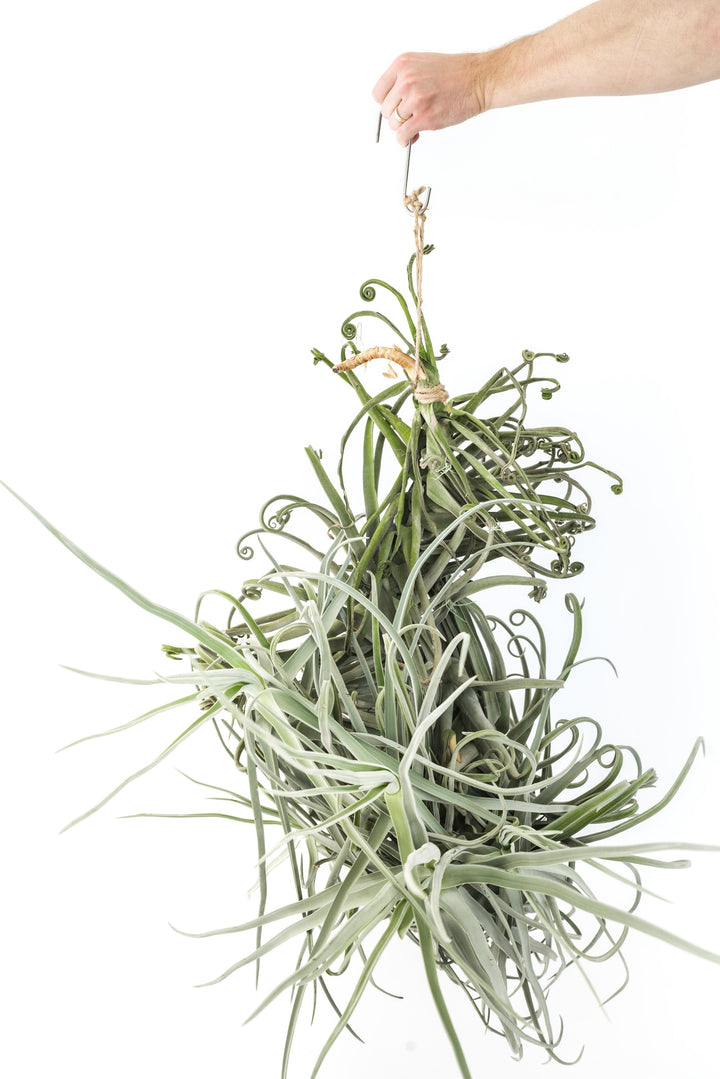 giant tillandsia duratii air plant