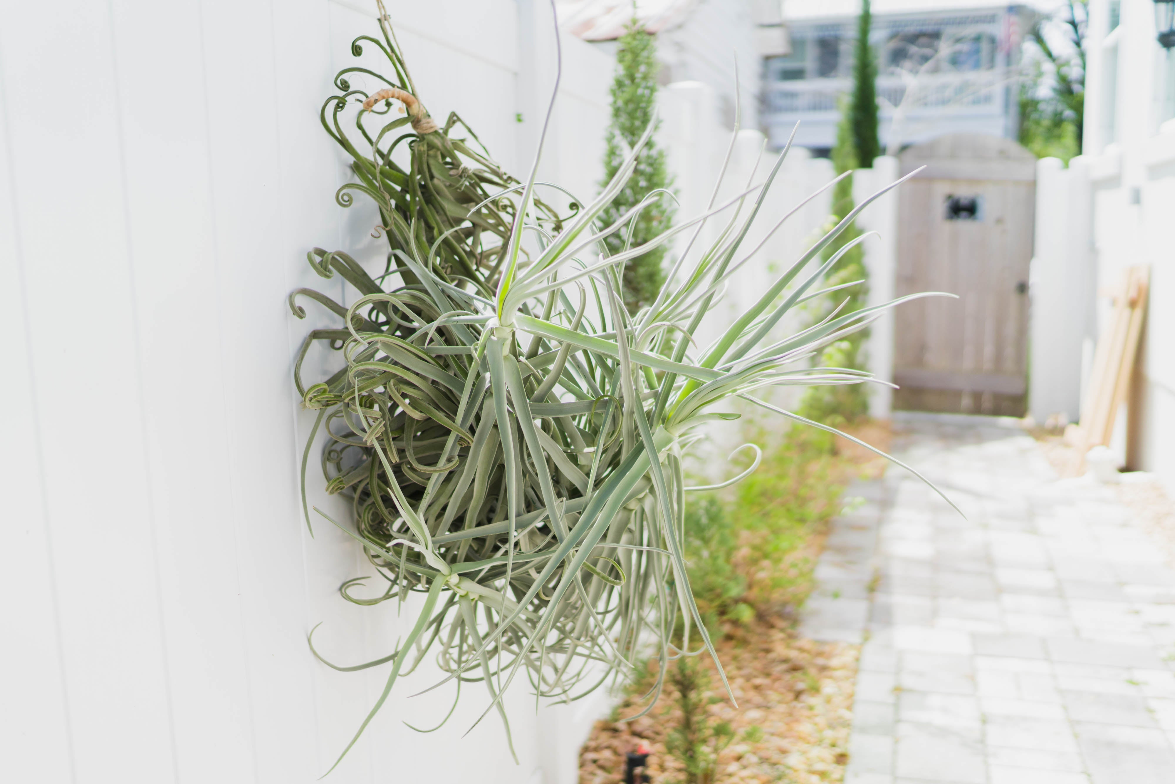 Tillandsia_Air_Plant_Giant_Dur