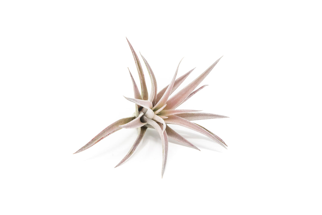 tillandsia harrisii air plant